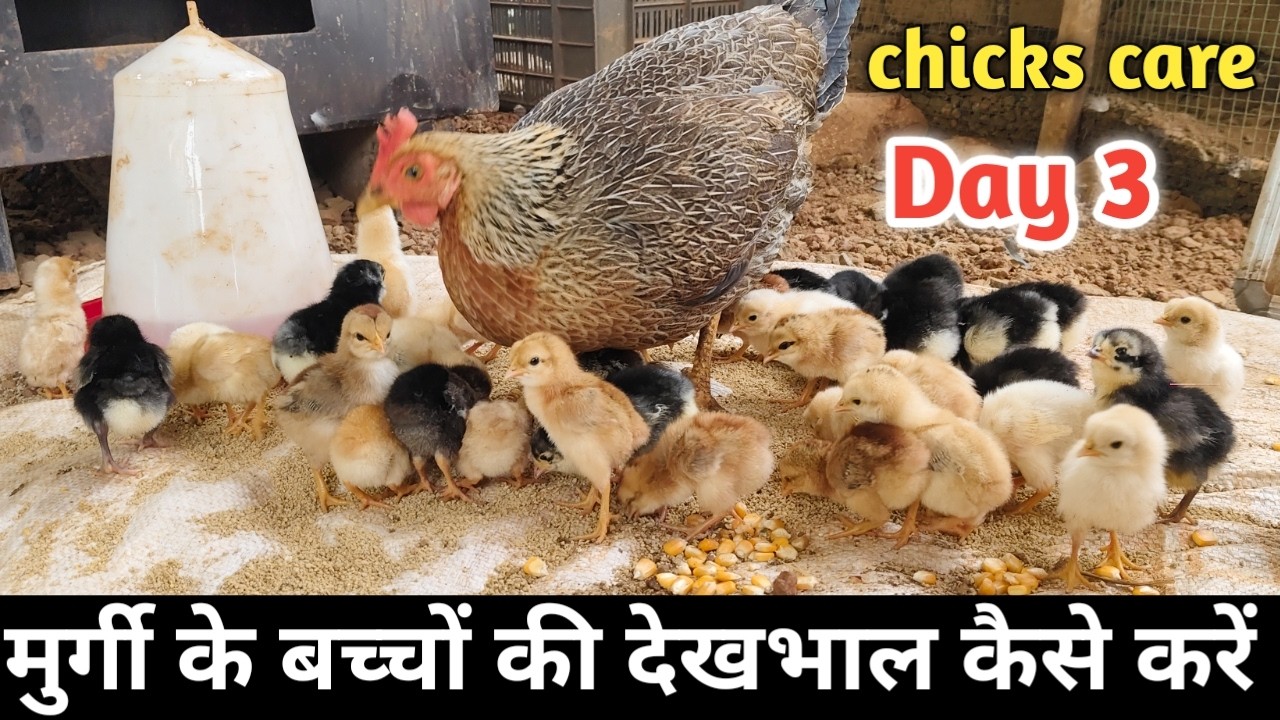 desi murgi ke bacche | Day 3 | beautiful chicks care | murgi ke bacche #pets