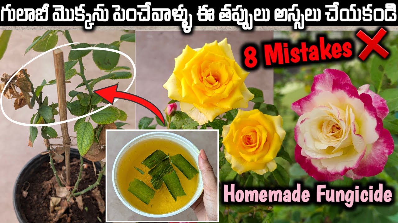 Rose Plant Growing Tips | Rose Plant Care | How to Treat Dieback on Roses | Save Rose Plant #gulabi