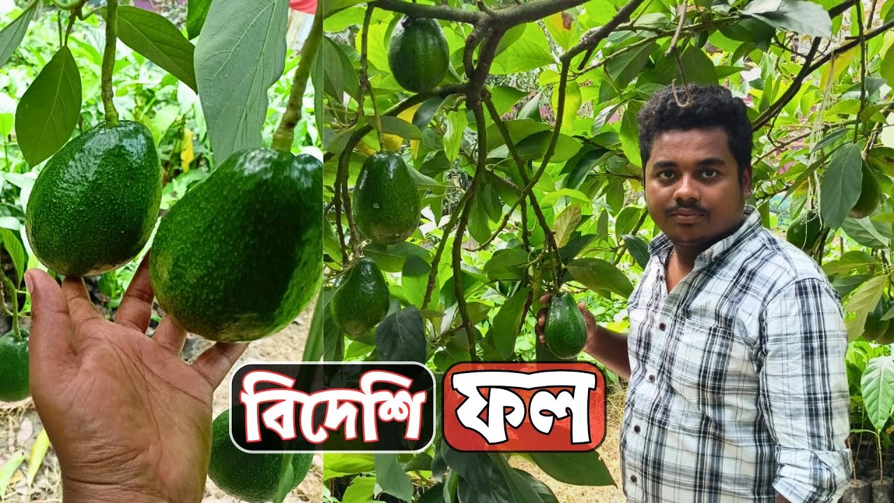 সঠিক জাতের বিদেশি ফল গাছ হাকিকত নার্সারিতে | Fruit Tree Price | Gardening Bangladesh