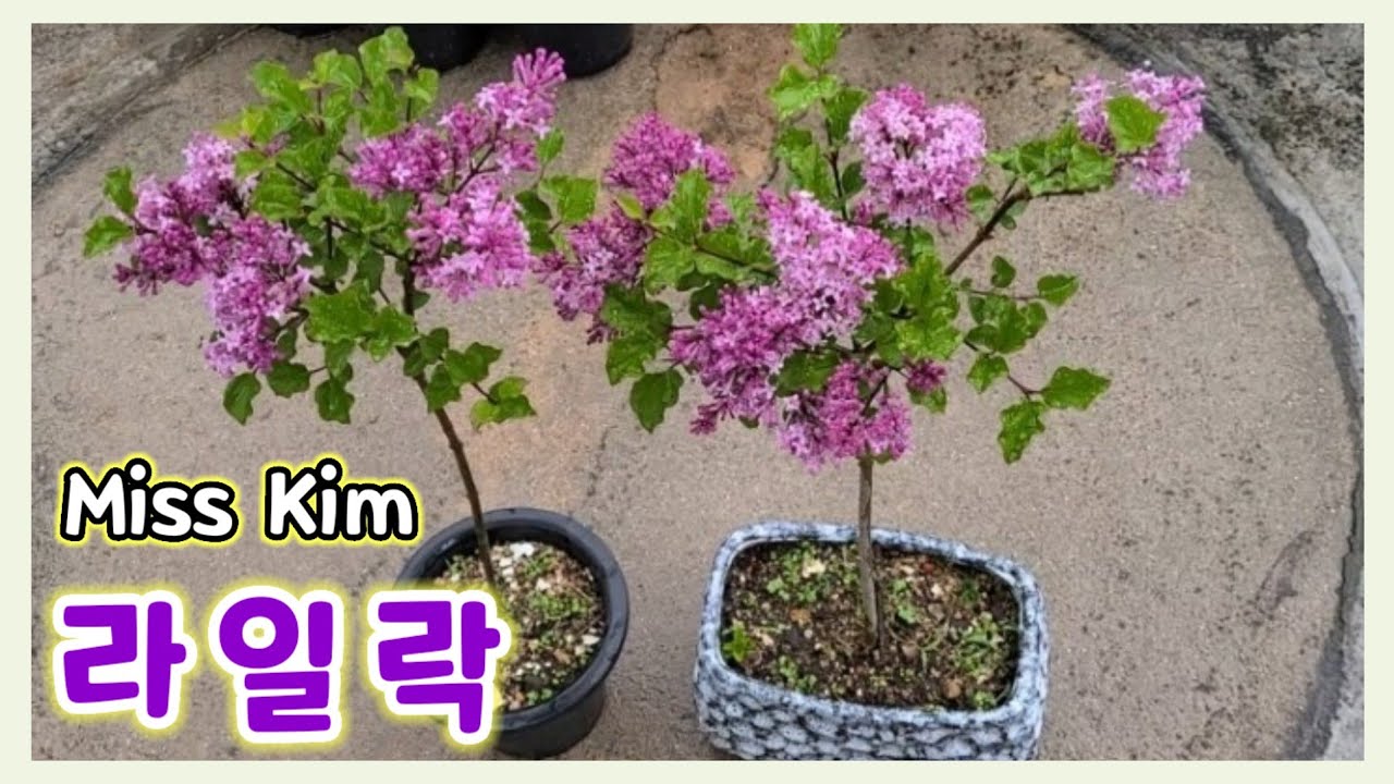 라일락 키우기 / 외목대로 키우는 미스김 라일락 / 라일락 삽목과 가지치기 / Miss Kim Lilac