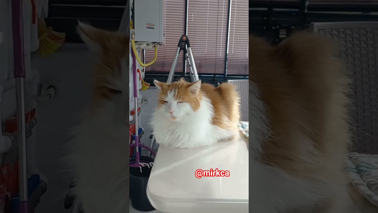 Masanın &uuml;zerindeki iki asık surat 😼 #kedi #cat #cats #mirkca #cutecat #catlife #catshorts #catlovers