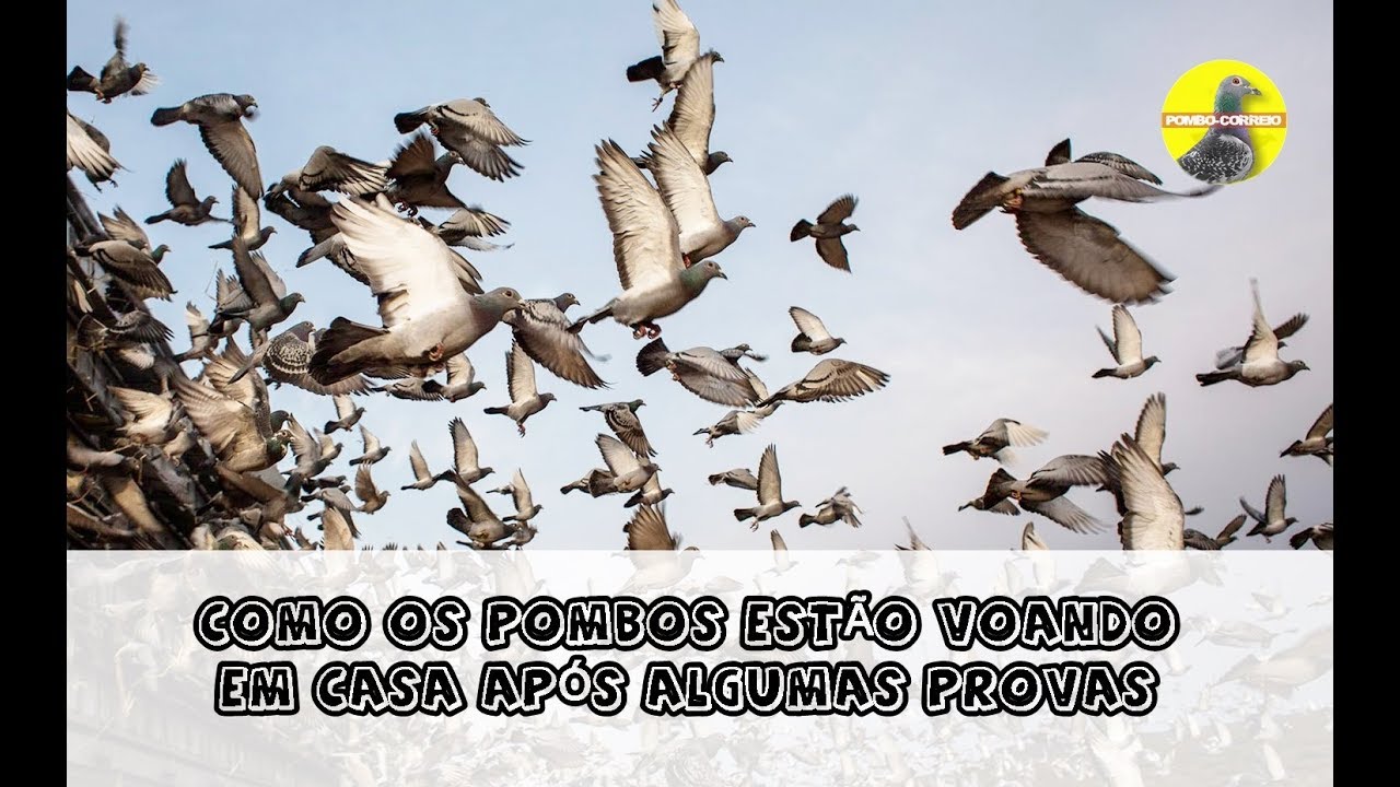 Como fica o vôo dos pombos após vários treinos