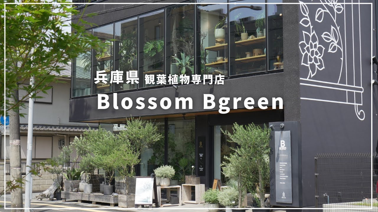 【夏の店内ツアー！】兵庫県の観葉植物専門店『Blossom Bgreen』
