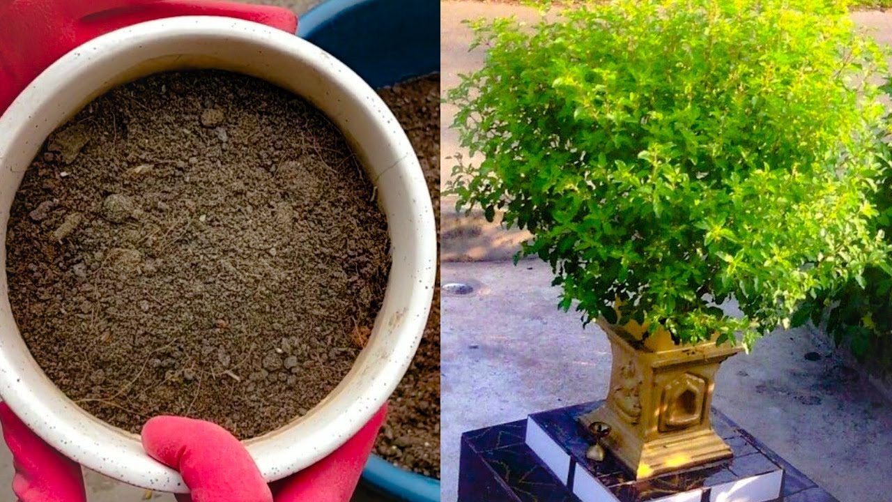 इस जादुई मिट्टी में लगाओ पौधे और कभी कोई खाद नही देनी पड़ेगी