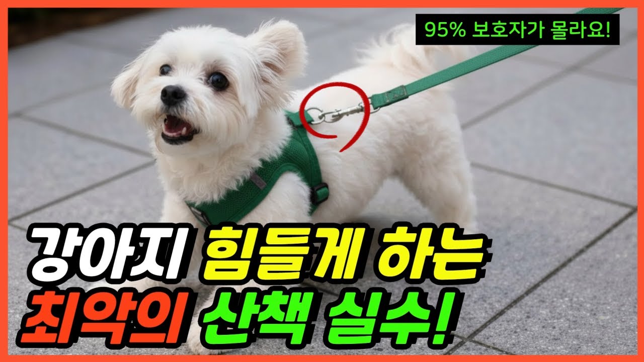 강아지 산책 할 때, 100명중 95명이 실수하는 행동 10가지!ㅣ산책 후 더 예민해 진다면?