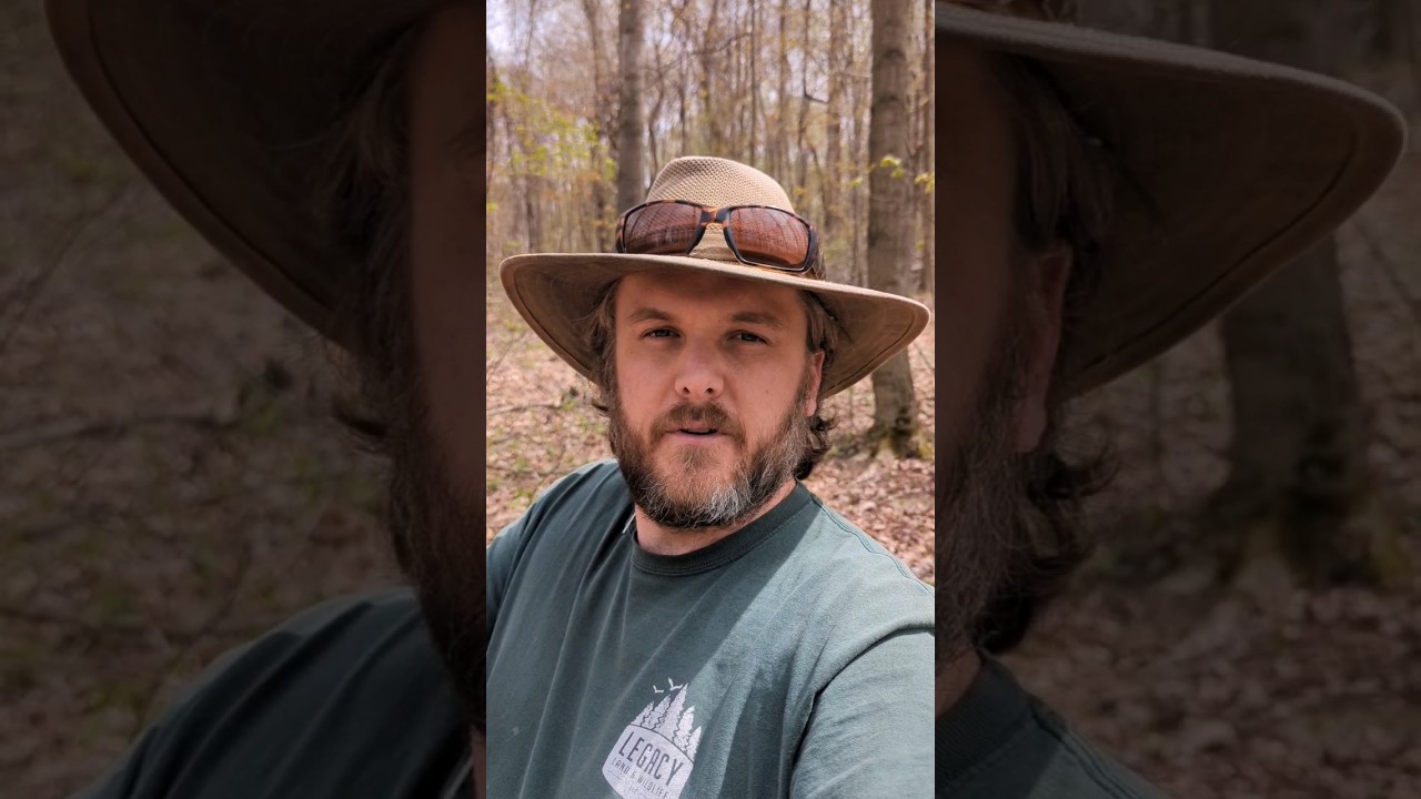 Discussing a BETTER ALTERNATIVE to LOGGING OUT your WOODS #logging #forest