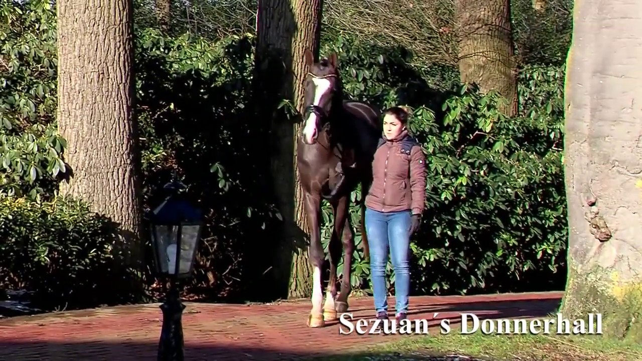 Sezuan´s Donnerhall (Sezuan x Sir Donnerhall I x Don Schufro)