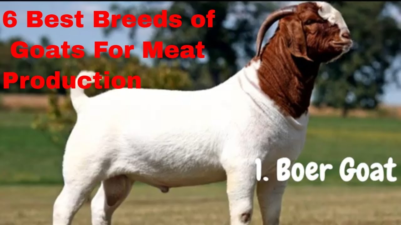 The 6 Best Breeds of Goats for Meat Production