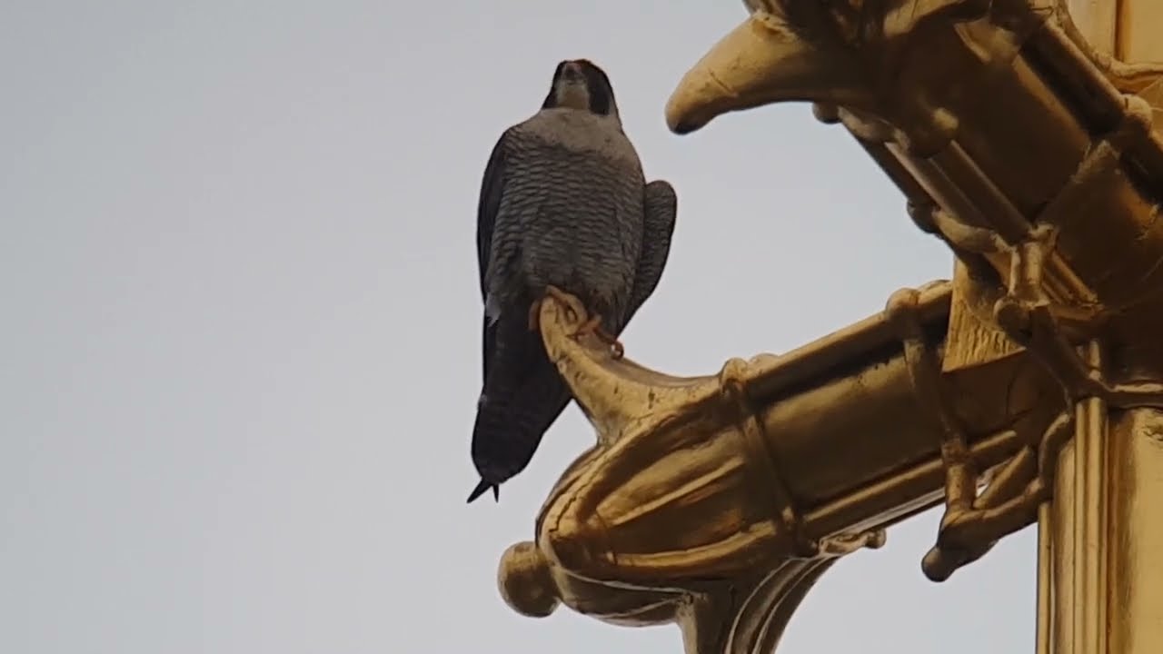 Slechtvalk op de kathedraal Sint Bavo, Haarlem/ Peregrine falcon the Netherlands, #93