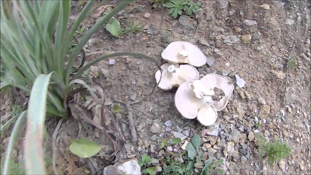 Funghi di carne 27 02 2015