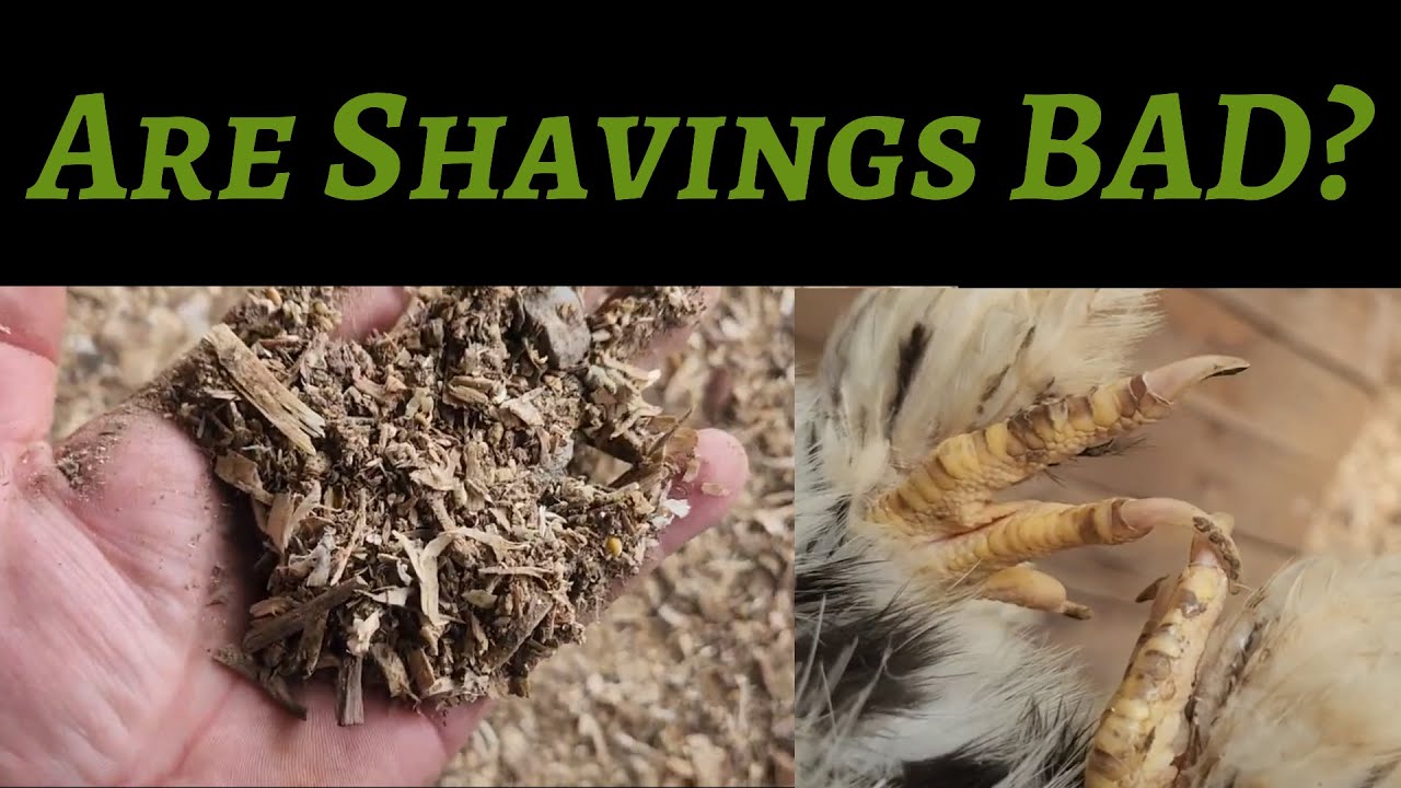 Watch this before using PINE SHAVINGS in your Chicken Coop!