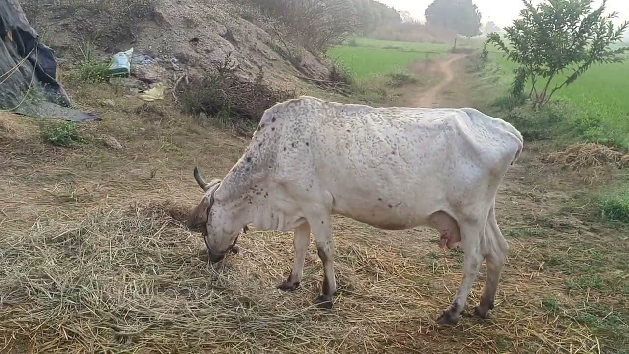 చలికాలంలో రాత్రి సమయంలో ఎండు గడ్డి ఎందుకు వేయాలి #viraldairyfarm || #chirayudairyfarm 
