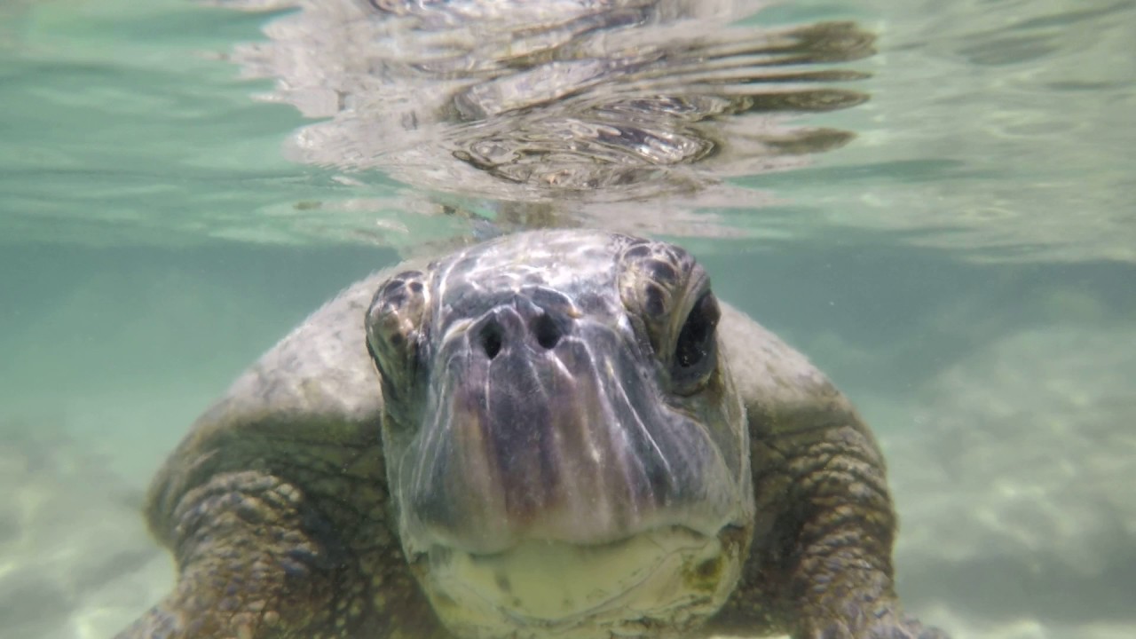 Sea 🐢 Carlsmith Beach Park