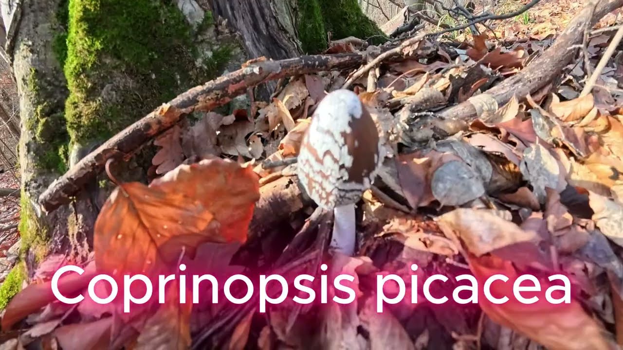 O tură binemeritată ... Auricularia- auricula-judae !
