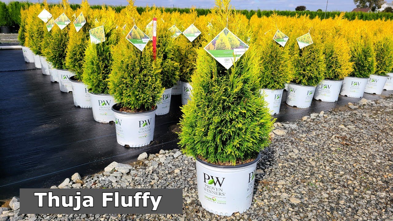 Thuja Fluffy® (Semi-dwarf Arborvitae) // Shapely, Elegant, Easy👍 to Grow, Bold Colored Evergreen
