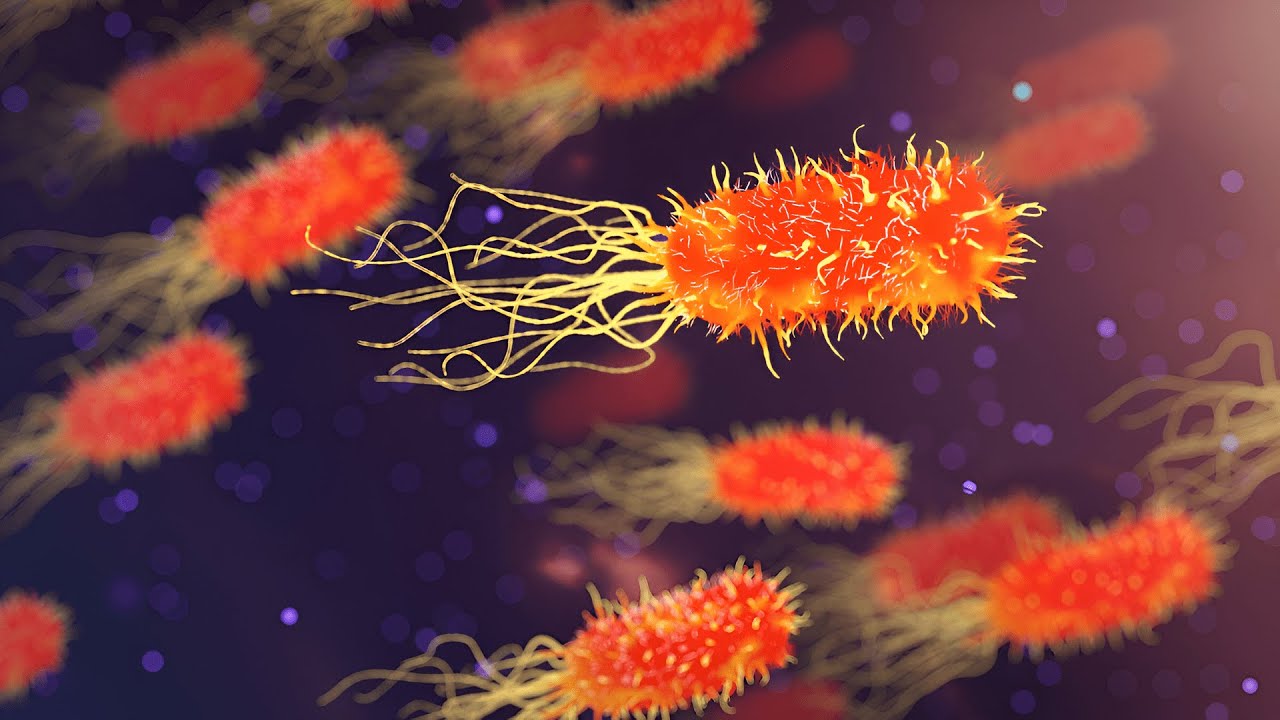4 Hour Biology Ambience | Animation & Focus