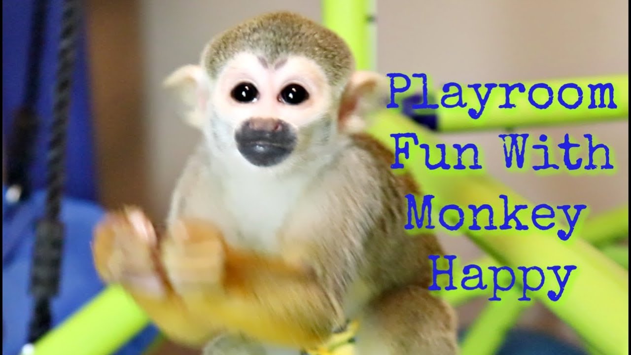 Baby Capuchin Monkey & Baby Squirrel Monkey Play & Fun #BabyMonkey