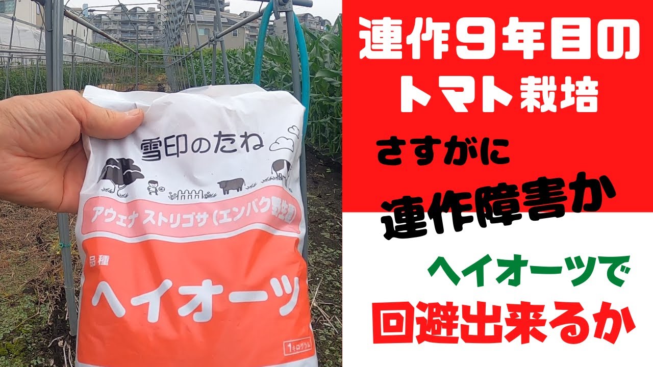 連作トマトがお疲れのようなので、緑肥のヘイオーツを播きます