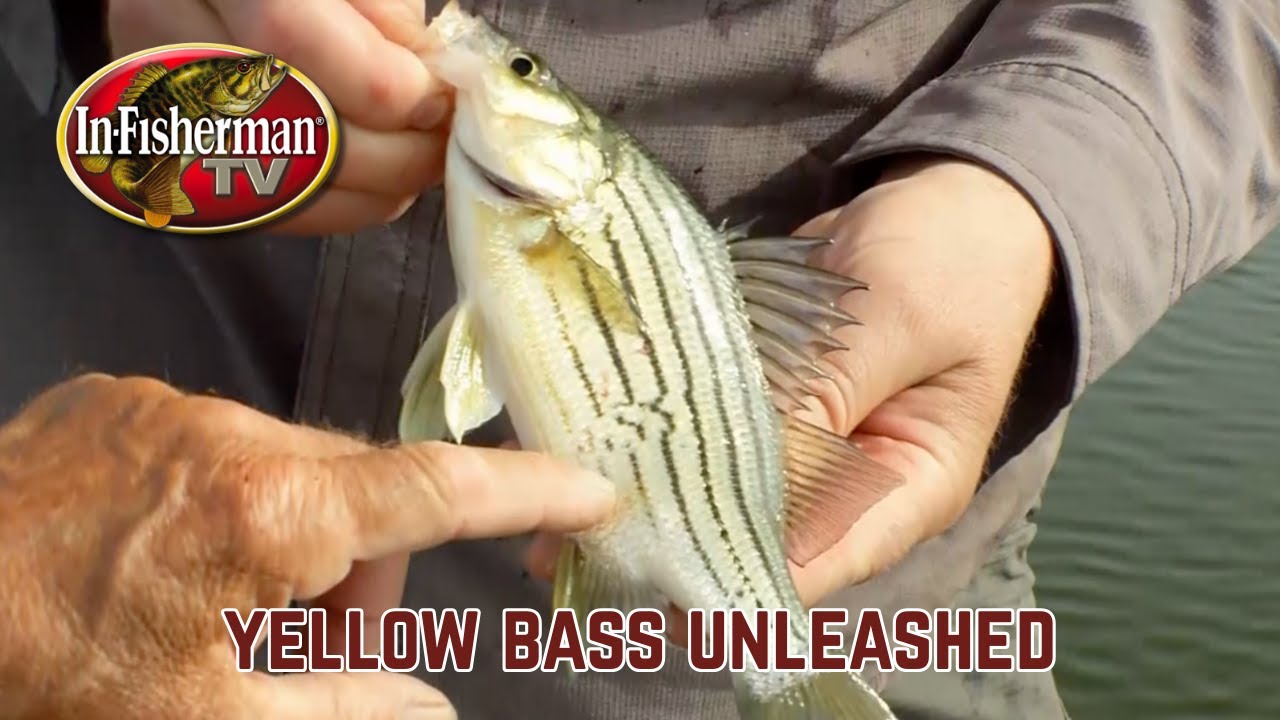 In-Fisherman TV: Yellow Bass Unleashed
