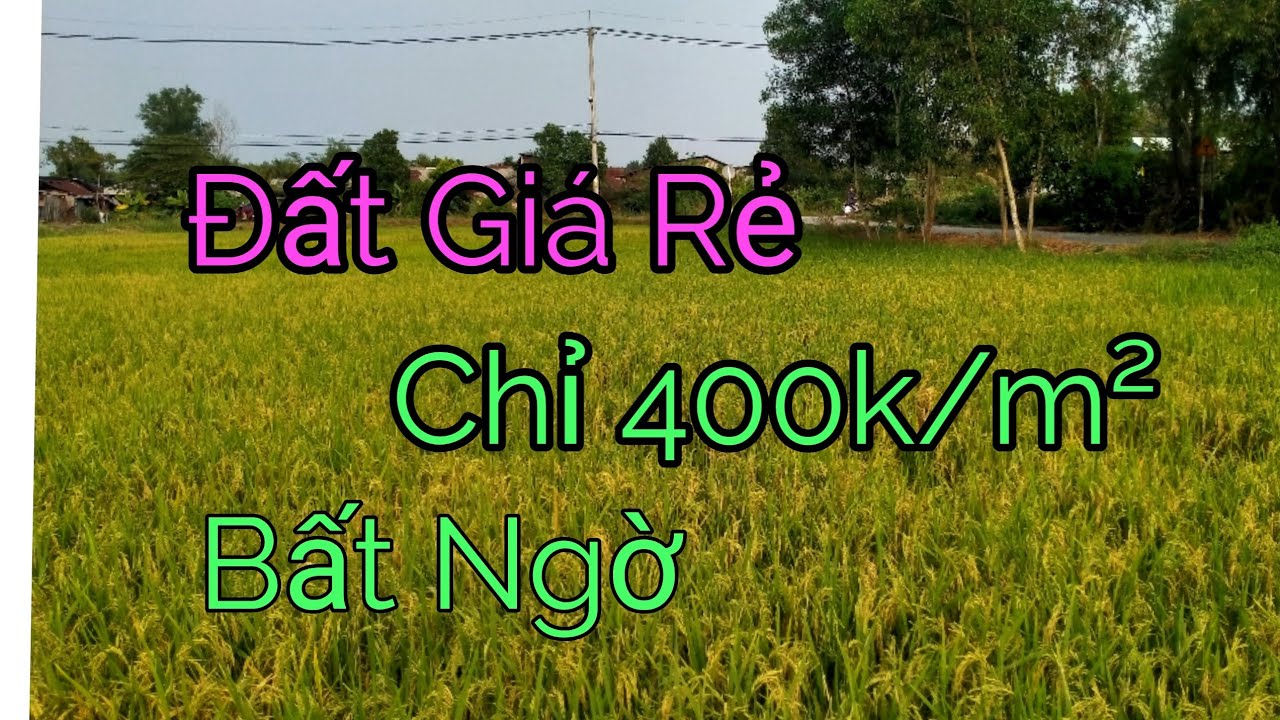 Tin BĐS, Người Saigon Mua Đất Lúa Thắng Lớn!