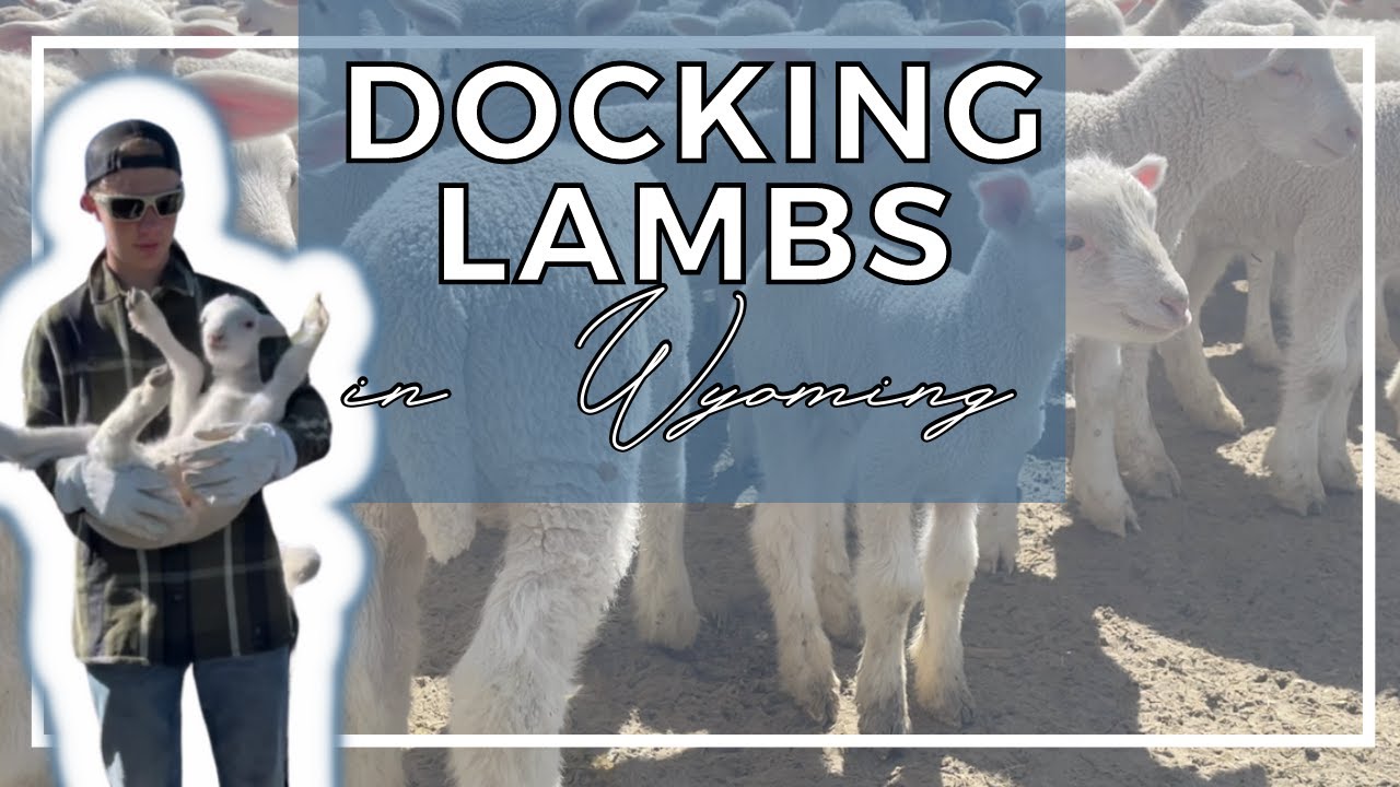 DOCKING LAMBS AT THE RANCH IN WYOMING