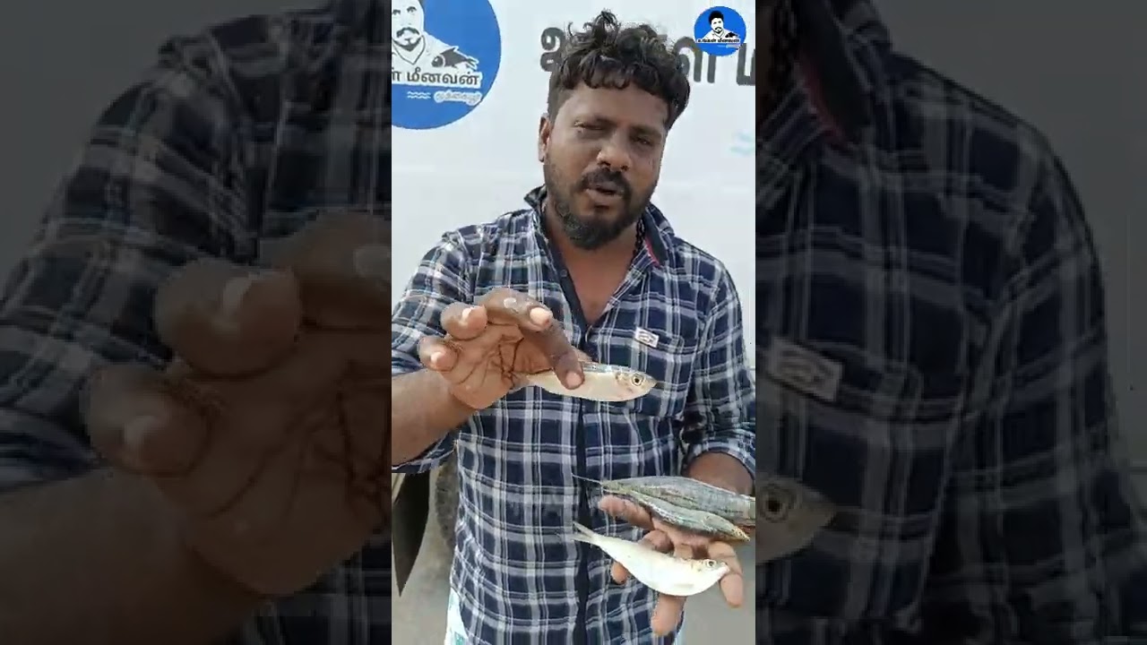 ஒரிஜினல் மத்தி மீன் மற்றும் அதன் வகைகள்  | Sardine fish varities