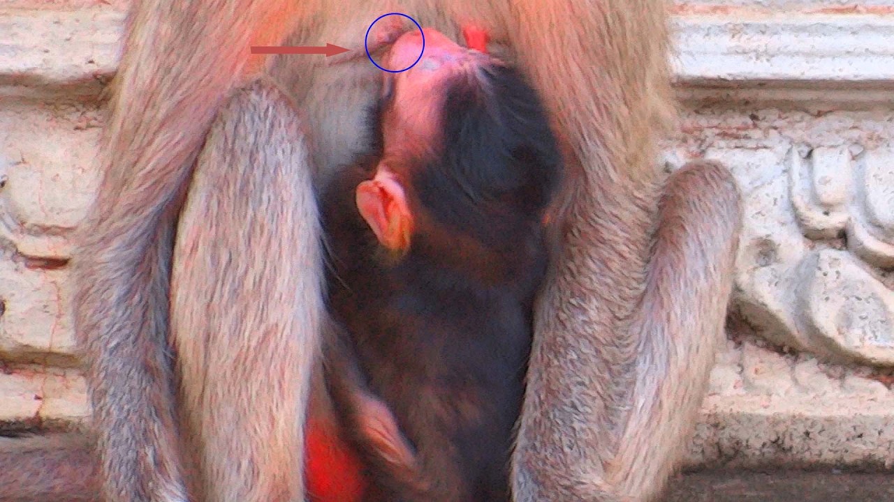 Very gentle gesture, the baby monkey tries to suck milk and hugs  So cute!