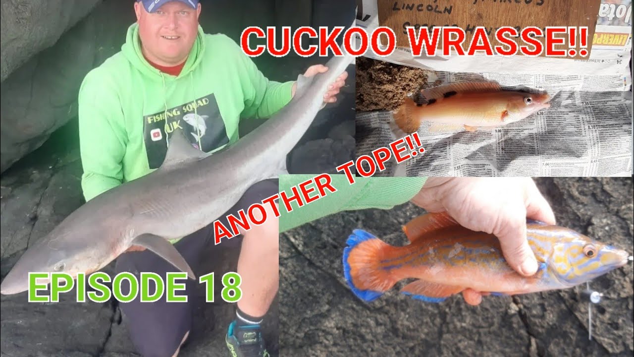 Episode 18 | The 2023 Species Hunt | Cuckoo Wrasse | Another Tope