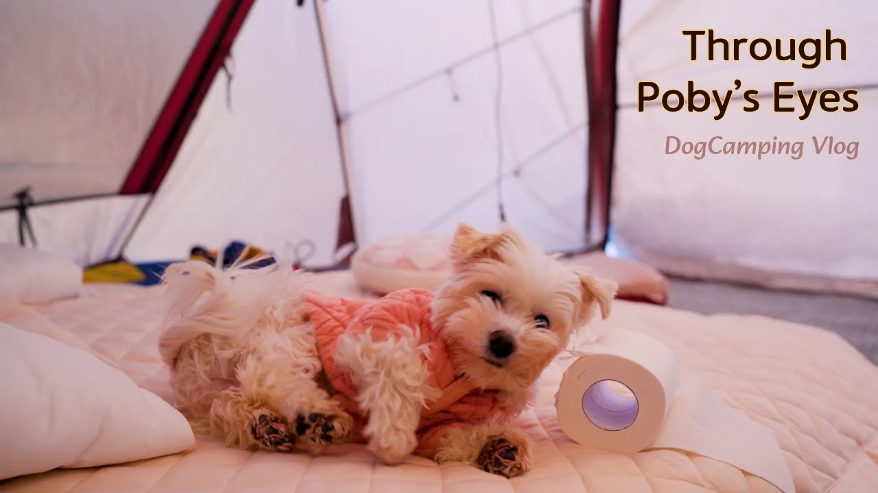 🏕️Начало походного приключения. Глазами Поби🐾