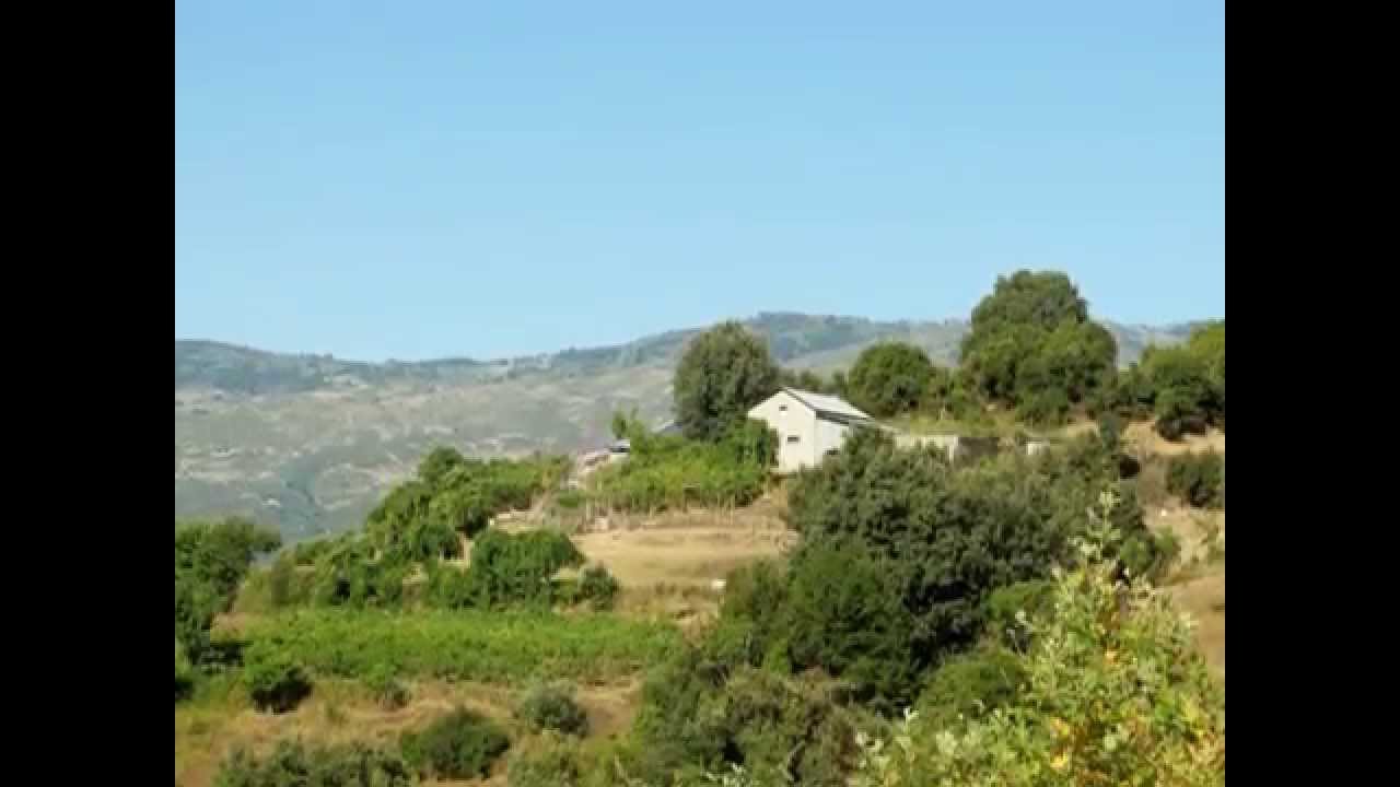 ΚΙΝΗΣΕ Ο ΚΩΤΣΙΟΣ ..ΑΥΤΟΥ ΨΗΛΑ ΜΑΤΑΚΙΑ ΜΟΥ  ΝΙΚΟΣ ΒΛΑΧΟΔΗΜΟΣ