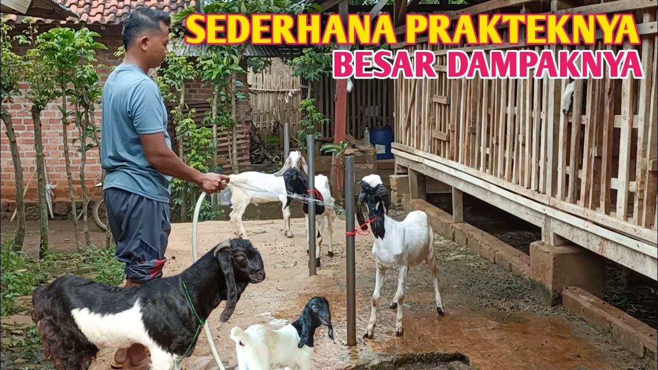 Cara Menjaga Kebugaran Kambing Yang Baru Di Beli Dari Pasar 