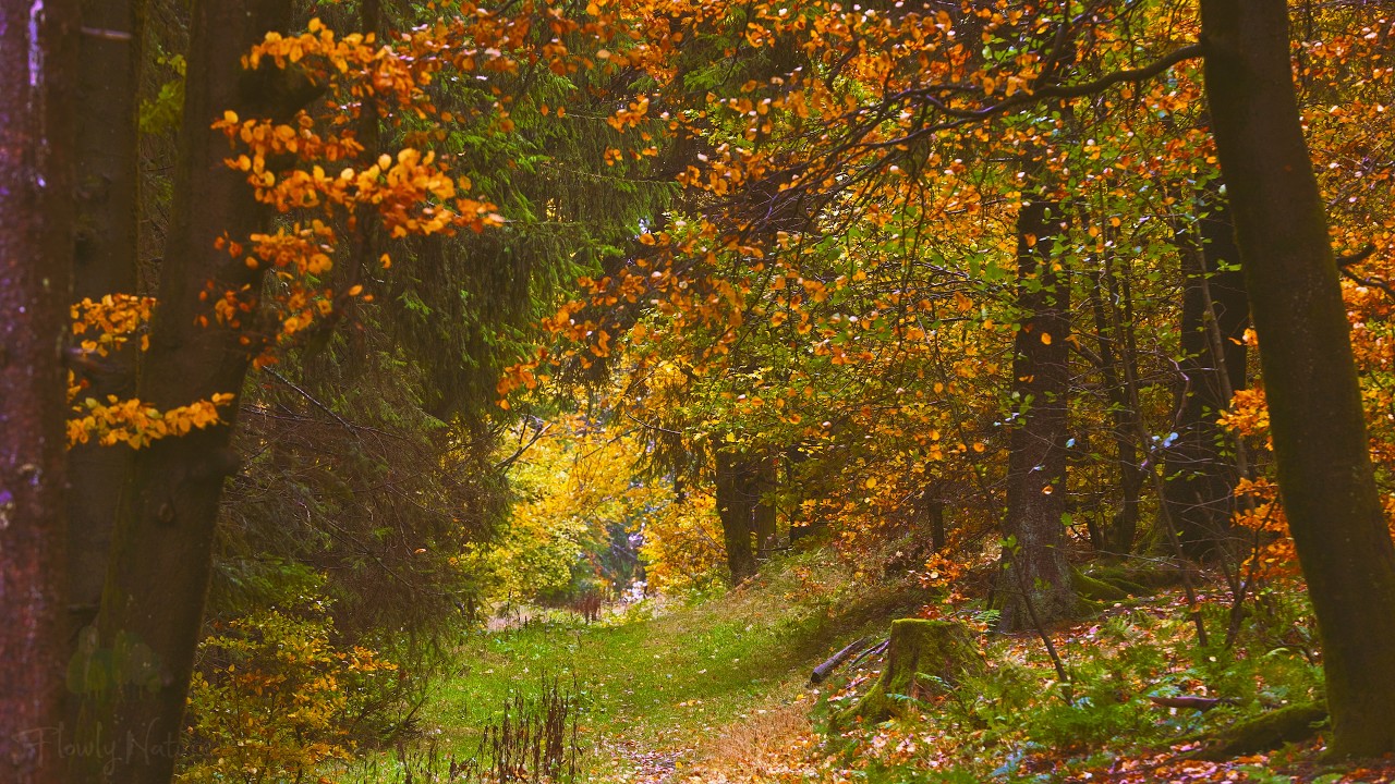 4K - Windy Fall Forest Ambience - Relaxing Nature Sounds - Forest Sounds - Wind Sounds - Birdsong