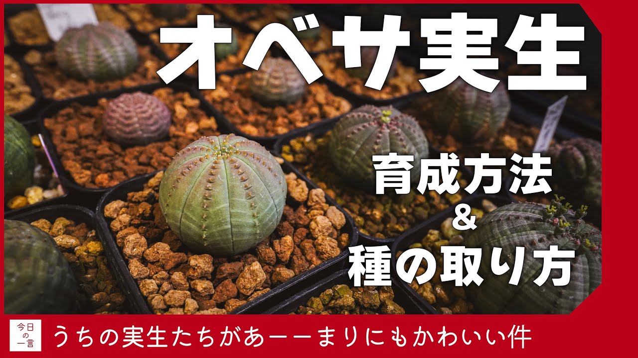 オベサの実生がよく育ったので種の取り方と共に育成報告をしていく【アガベ・塊根・多肉】