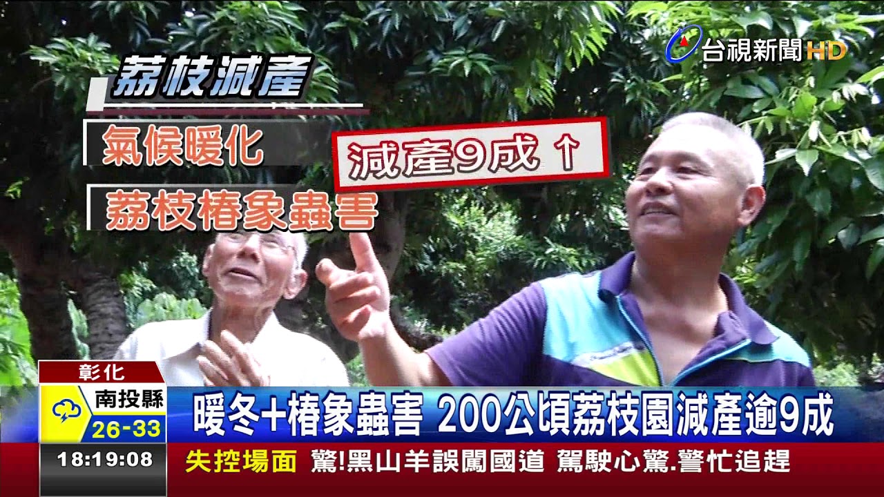 貴!荔枝減產9成價格漲1倍每斤飆150元