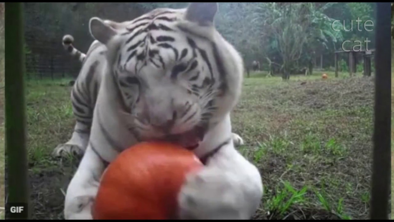 Just the white tiger eats a pumpkin, nothing unusual