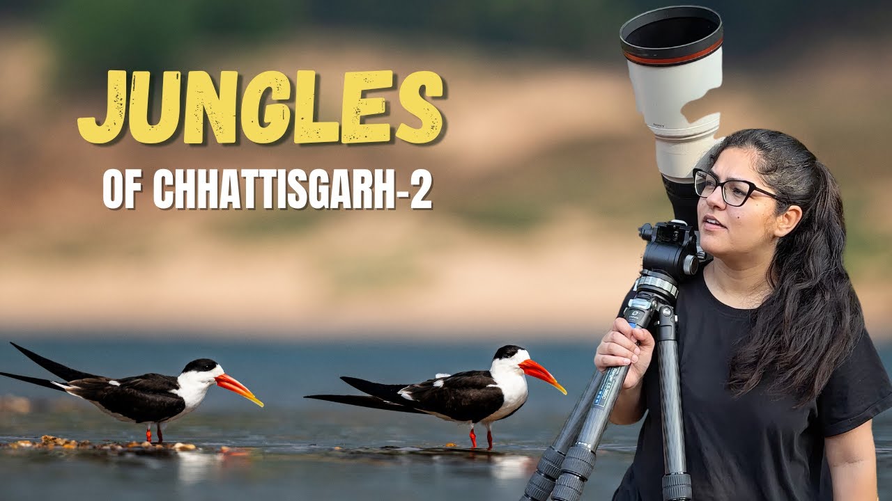 Best Sightings of this ENDANGERED Specie? | Satkosia Tiger Reserve |ATR DAY -139, 140, 141, 142, 143