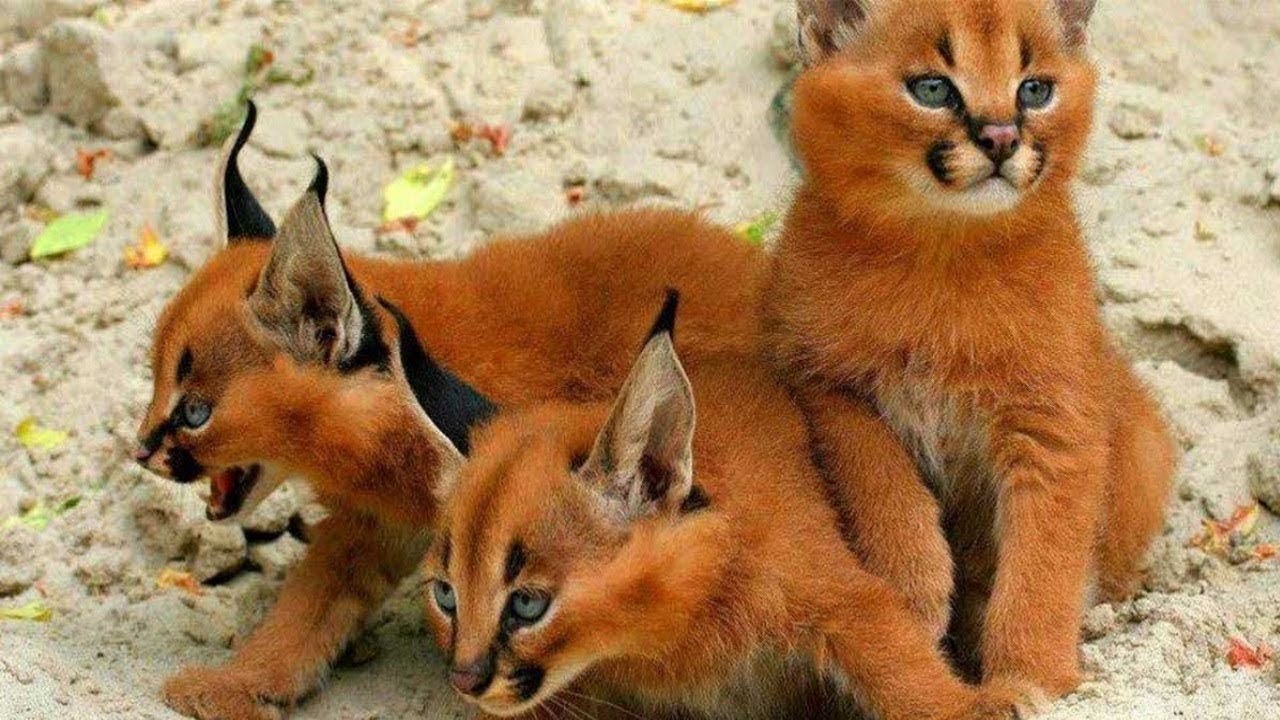 Die 15 seltensten Katzenrassen der Welt