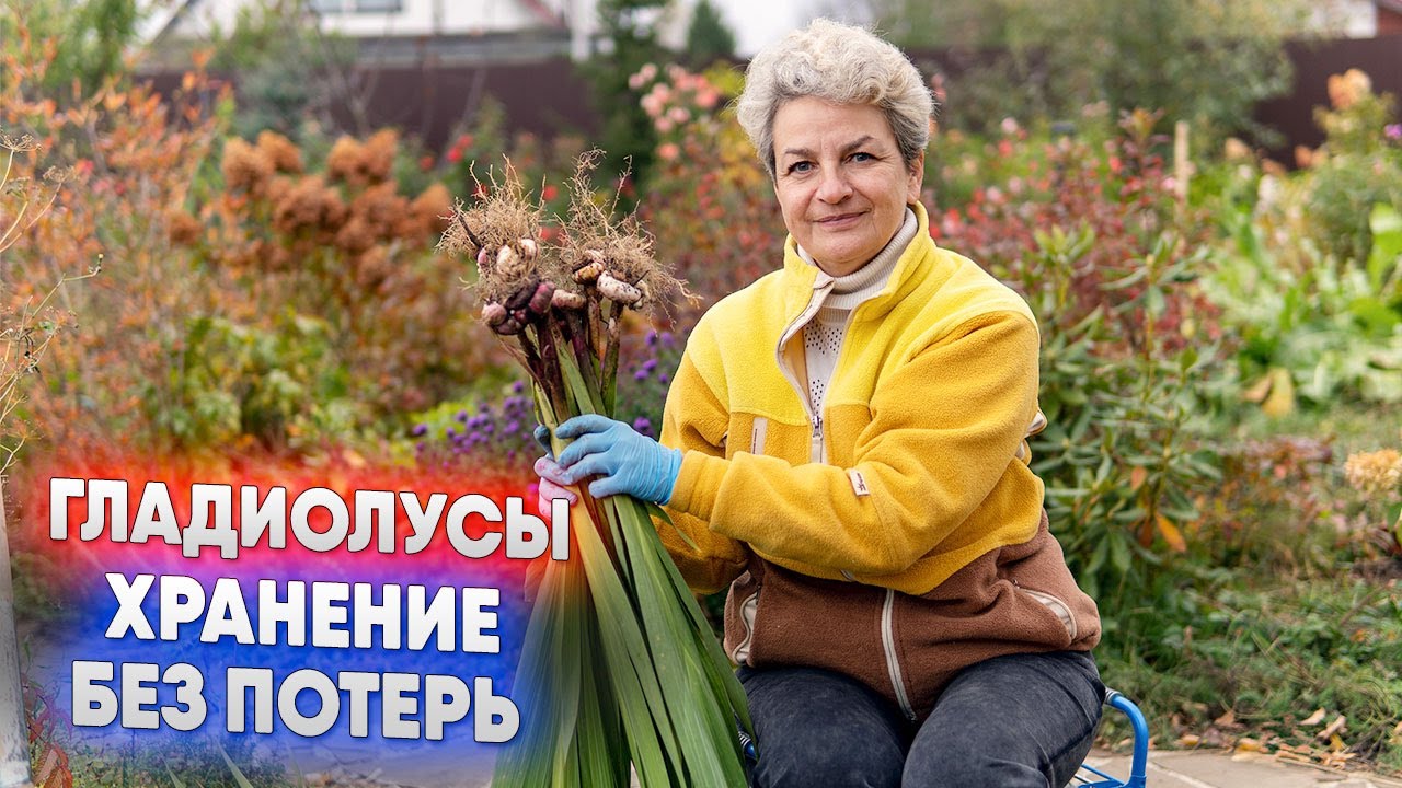 Гладиолусы   хранение без потерь