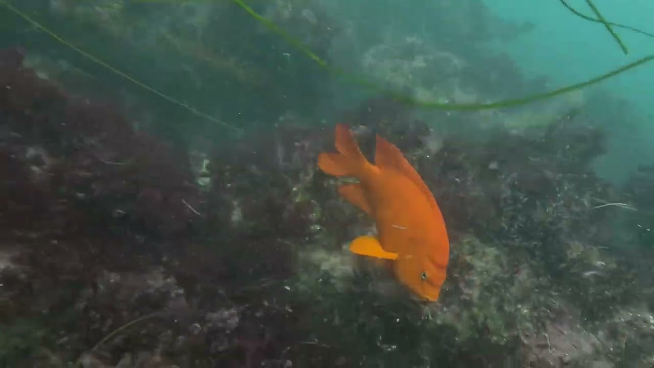 La Jolla Cove