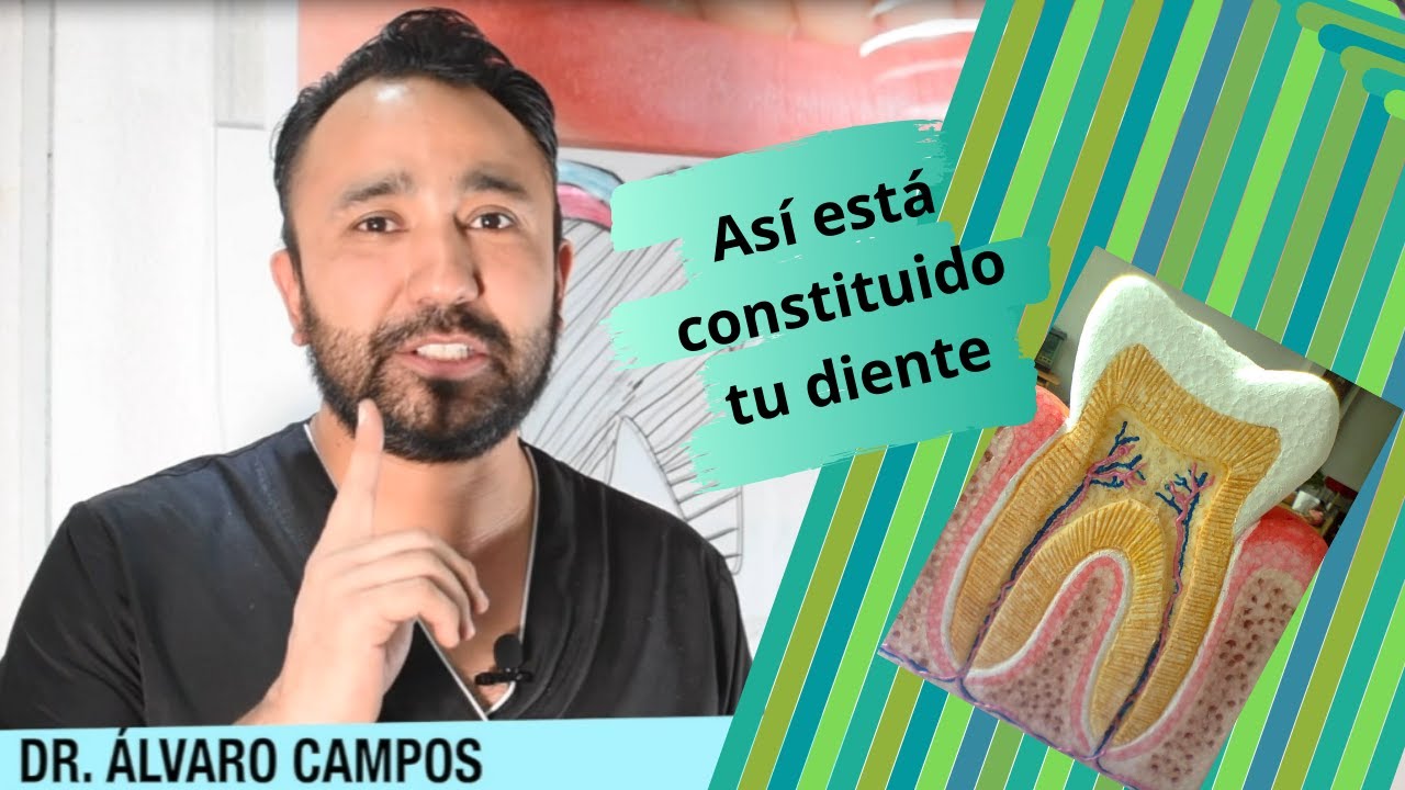 &iquest;Cu&aacute;les son las partes de un diente? | Dr. Alvaro Campos