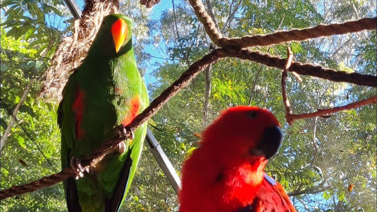 Eclectus parrots Rikki and Rico timeshare in the front habitat aviary.