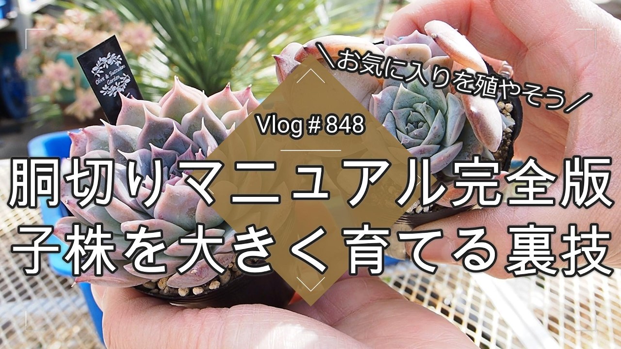 【Vlog848】【多肉植物】これでもう怖くない！胴切りマニュアル完全版💚子株を大きく育てる裏技【お気に入りを殖やそう】