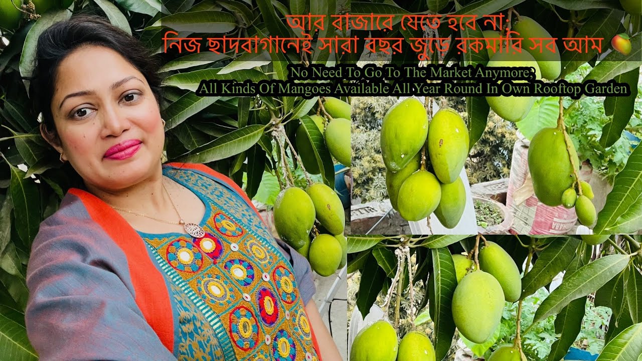 আর বাজারে যেতে হবে না; নিজ ছাদবাগানে সারা বছর জুড়ে রকমারি সব আম॥Mangoes Available In Rooftop Garden