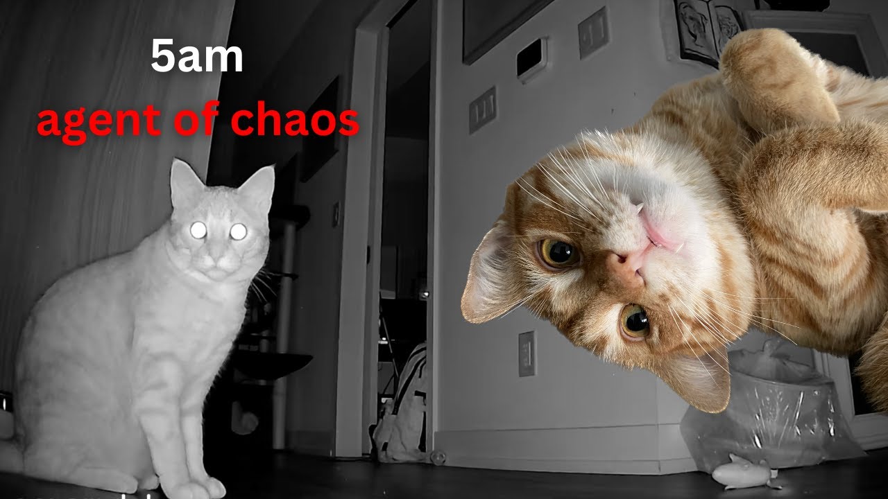 a day in the life of my cat 🐈