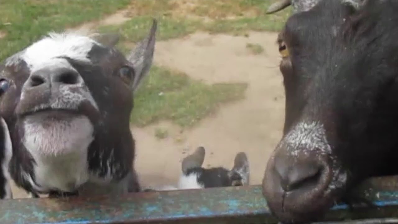 En dejlig dag i munkholm zoo