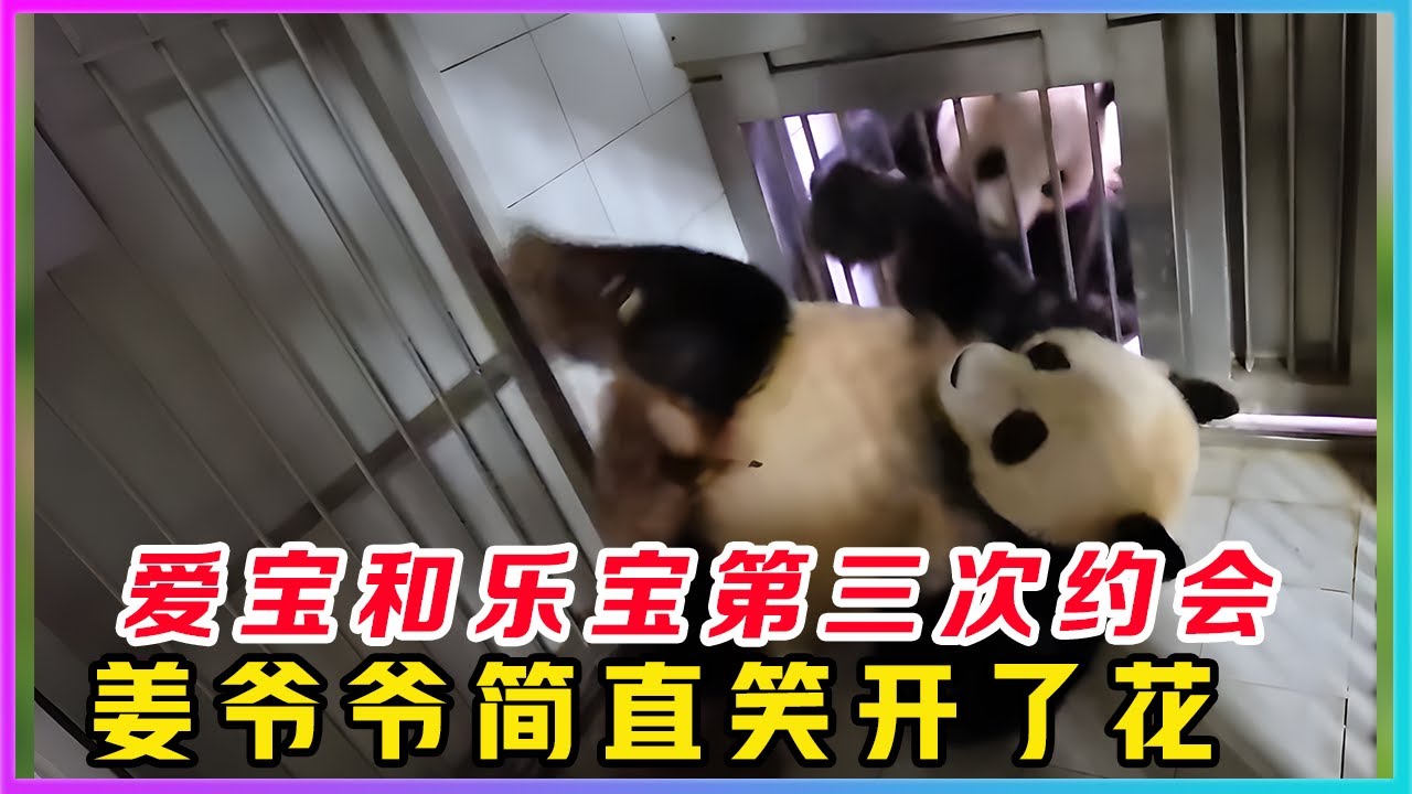 260210001都说谁的老婆谁来疼，乐宝是猫界出了名的暖男，把猫界耙耳朵基因深深刻在了骨子里。姜爷爷公布了爱宝和乐宝第三次约会的视频，看到姜爷爷笑眯成缝的小表情，就知道两个熊熊的约会非常成功，