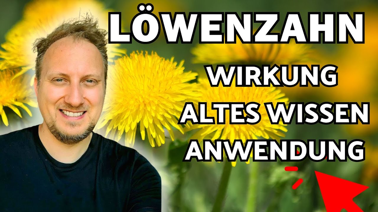 Löwenzahn Wirkung 🌞 Anwendung & altes Wissen! (Taraxacum officinalis)