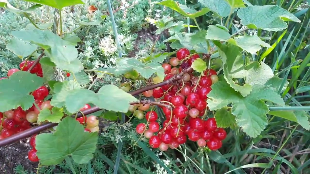 Ribes 'Junifer' Rode bes met grote heerlijke bessen! (wow)