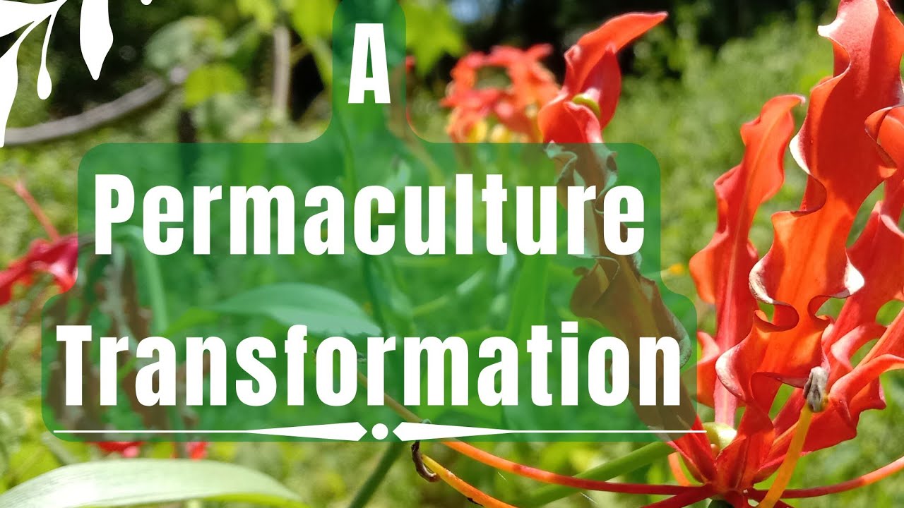 A Permaculture Transformation: Banana Circles & Swale Transformation 1 Year Old Kerala Food Forest