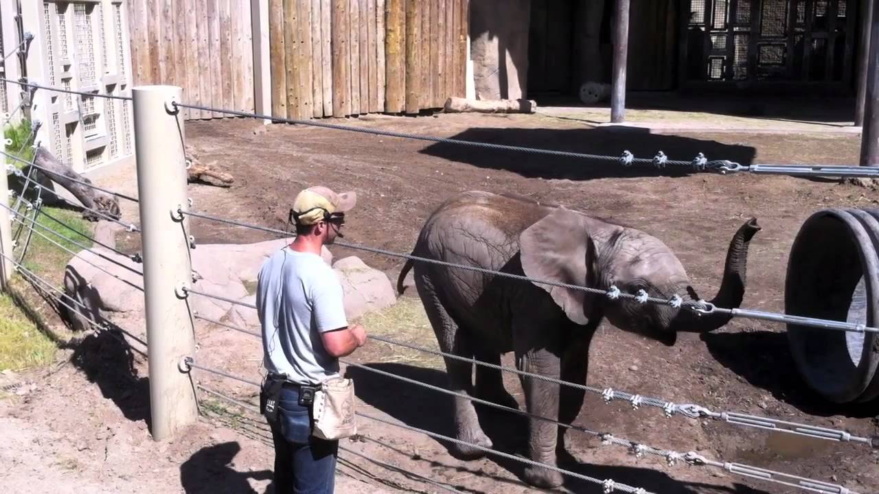 Zuri the Baby Elephant at Hogle Zoo